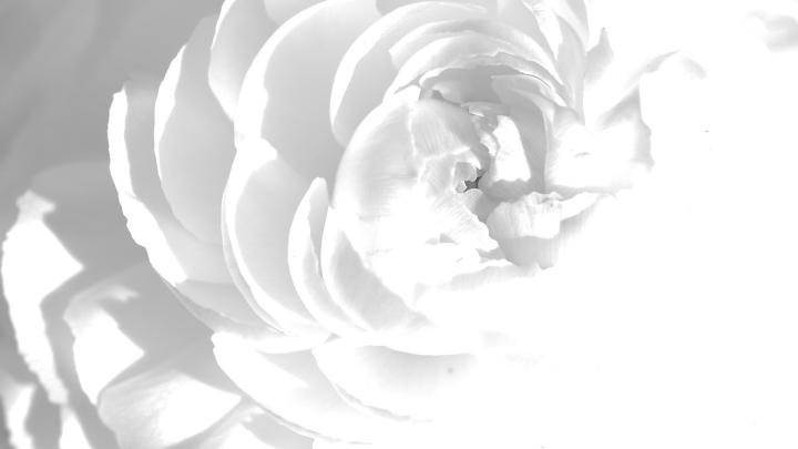 White Desktop Background \u00b7\u2460 