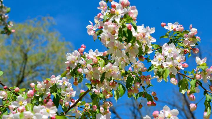 Apple Tree Wallpaper (53+ pictures)