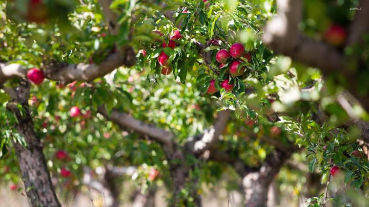 Apple Tree Wallpaper (53+ pictures)