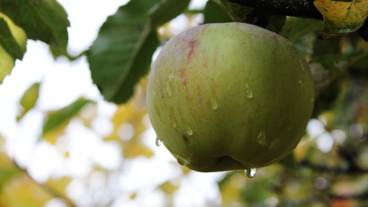 Green trees fruits apples wallpaper | AllWallpaper.in #15089 | PC | en