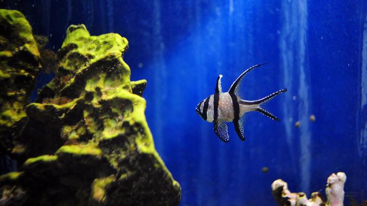 Aquarium HD 1080p Wallpaper -