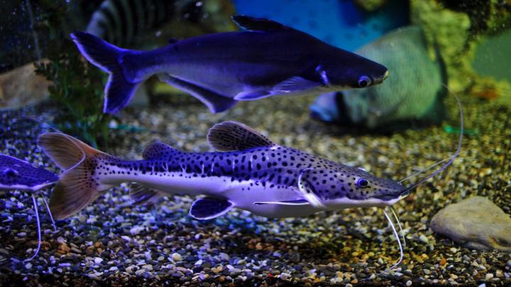 Aquarium HD 1080p Wallpaper -