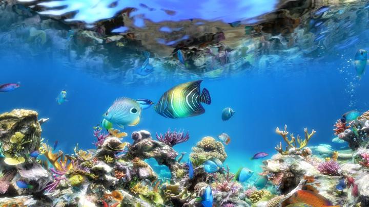 Aquarium Wallpaper Hd 1920x1080 - Collection Wallpapers