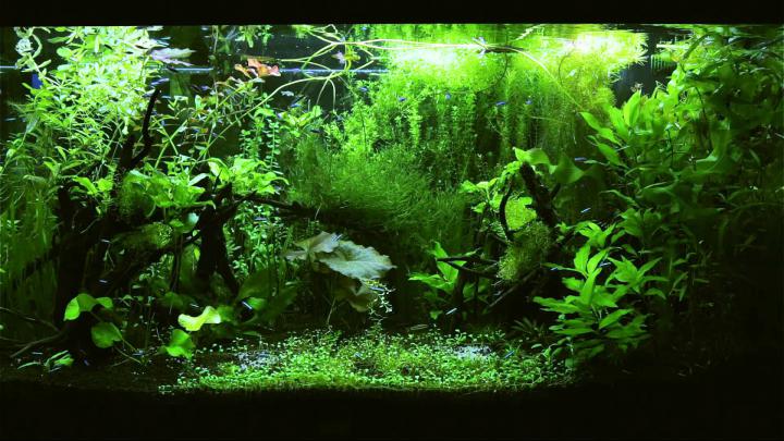 Aquarium HD 1080p Wallpaper -