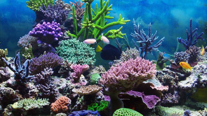 Aquarium Wallpaper Hd 1920x1080 - Collection Wallpapers