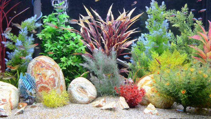 Aquarium HD 1080p Wallpaper -