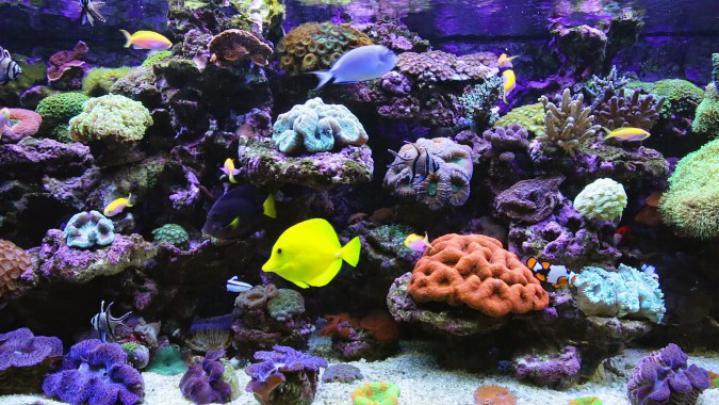 4k Background Aquarium Elizabethporterdesigns - Planted Aquarium 