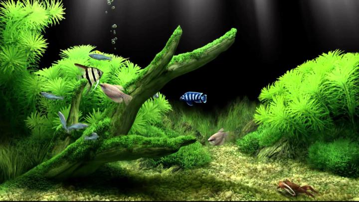 Aquarium Wallpaper Hd 1920x1080 - Collection Wallpapers