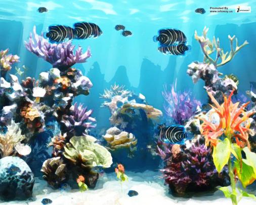 Saltwater Aquarium Wallpapers - Top Free Saltwater Aquarium Backgrounds 