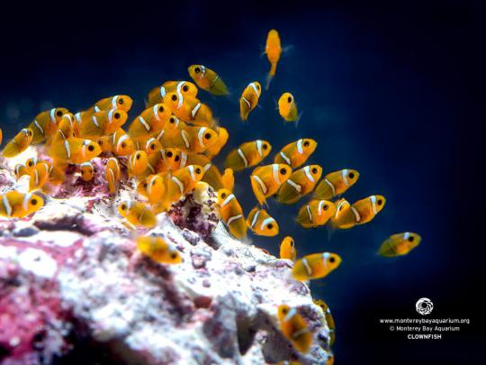 Monterey Bay Aquarium Wallpaper -