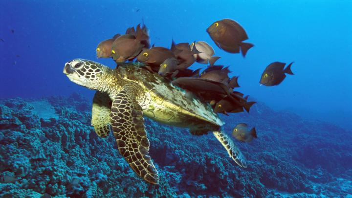 Aquarium HD 1080p Wallpaper -