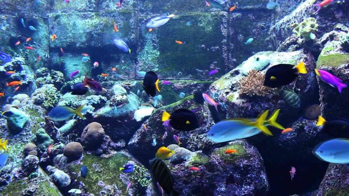 Saltwater Aquarium Wallpapers - Top Free Saltwater Aquarium Backgrounds 