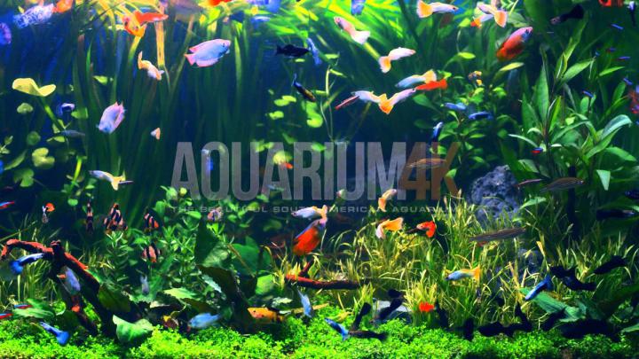 4k Background Aquarium Elizabethporterdesigns - Planted Aquarium 