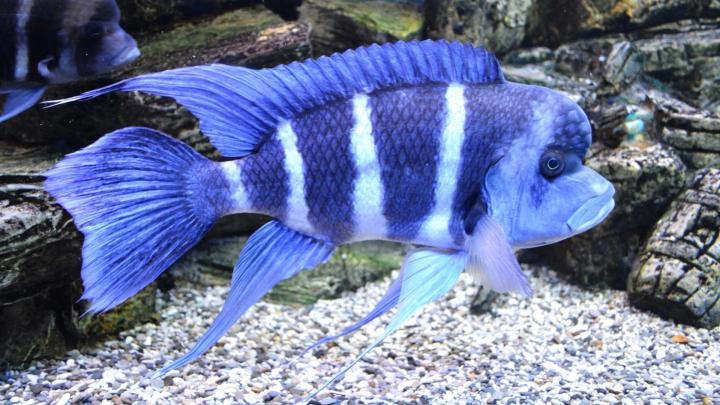 Aquarium HD 1080p Wallpaper -