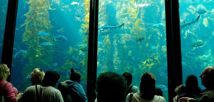 Monterey Bay Aquarium Wallpaper -