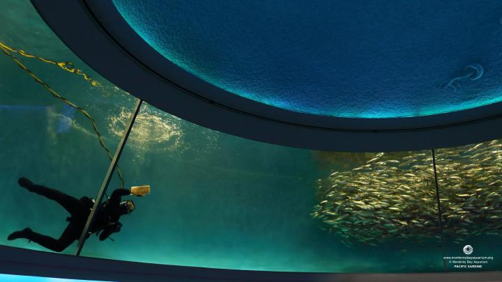 Monterey Bay Aquarium Wallpaper -