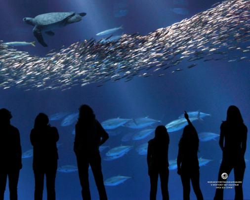 Monterey Bay Aquarium Wallpaper -