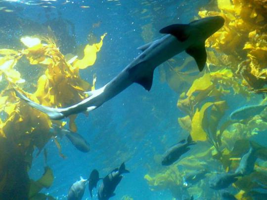 Monterey Bay Aquarium Wallpaper -