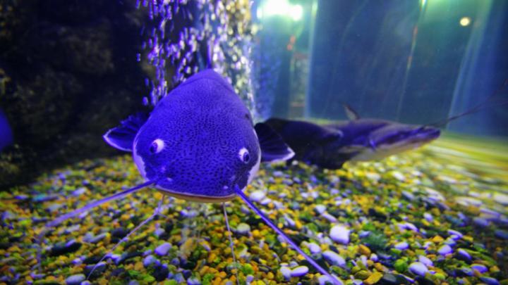 51+ Aquarium Live Wallpaper for PC