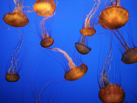Monterey Bay Aquarium Wallpaper -