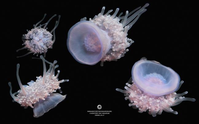 Monterey Bay Aquarium Wallpaper -