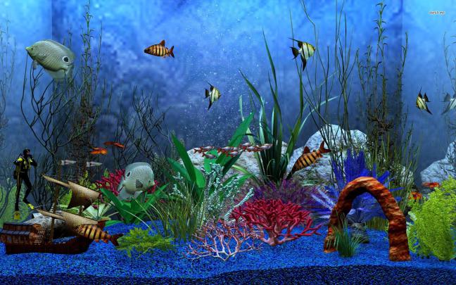 Aquarium HD 1080p Wallpaper -