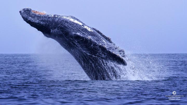 Monterey Bay Aquarium Wallpaper -