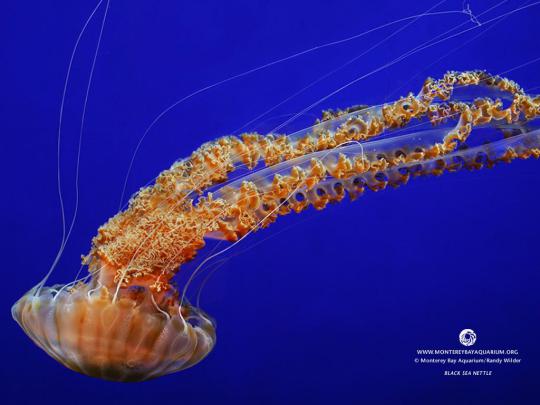 Monterey Bay Aquarium Wallpaper -