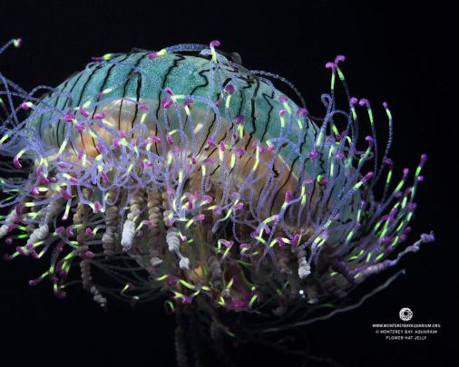 Monterey Bay Aquarium Wallpaper -