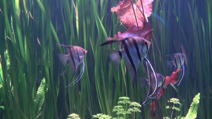 Aquarium HD 1080p Wallpaper -