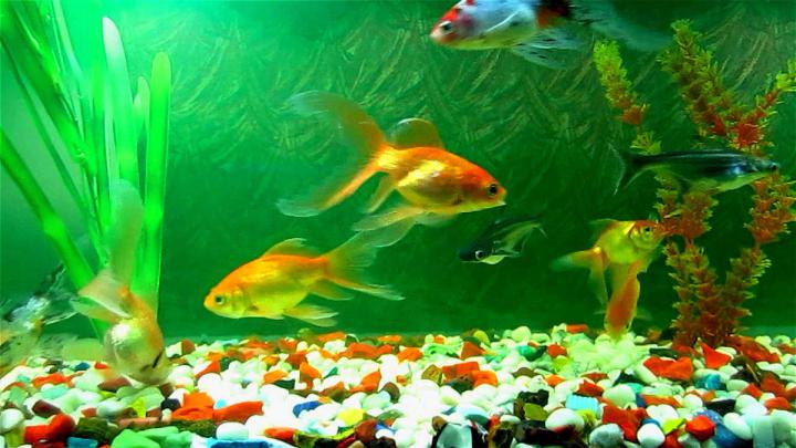 Full Hd Fish Hd Wallpapers 1080P - India 26 january republic day full 