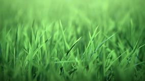 1920x1080 Green Wallpaper