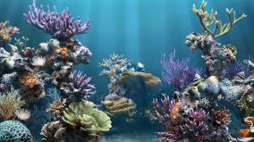 Aquarium Wallpaper Hd 1920x1080