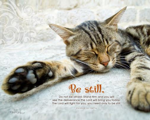 Be Still Desktop Wallpaper - Free Animals Backgrounds