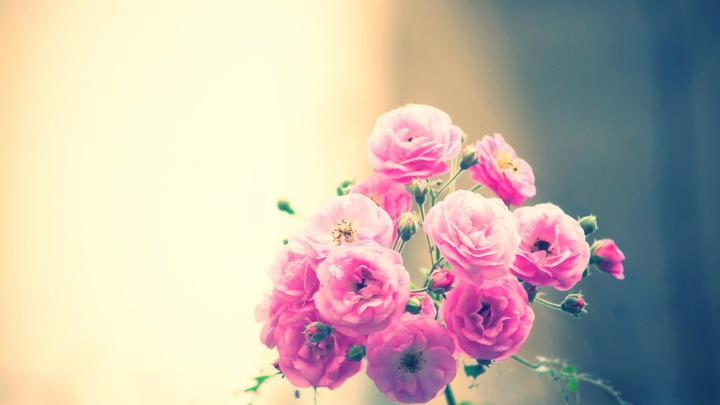 nature, Flowers, Soft, Still, Life, Still life, Pink, Photography 