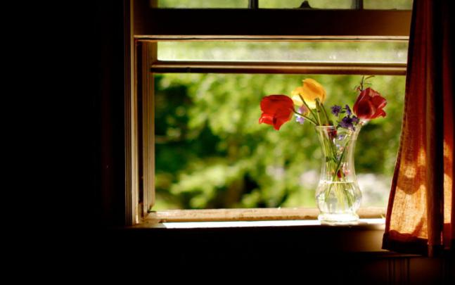 nature, Flowers, Still, Life, Vase, Glass, Petals, Colors, Window 
