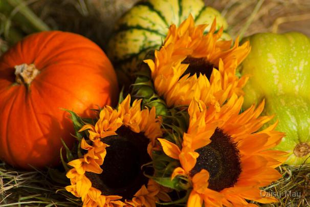 \u0026quot;Sunflowers n Pumpkins - still life\u0026quot; by Daisy-May | Redbubble