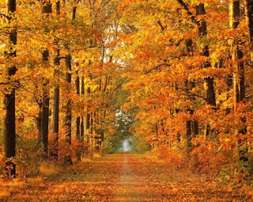 Beautiful Nature Autumn Background Wallpapers for desktop free Autumn 