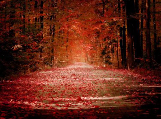 Beautiful Nature Autumn Background Wallpapers for desktop free Autumn 