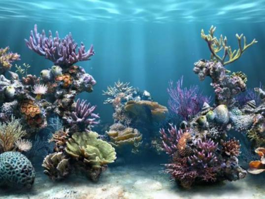 Free download aquarium screensaver living marine aquarium 2 3d 