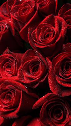 Beautiful Red Roses Wallpaper