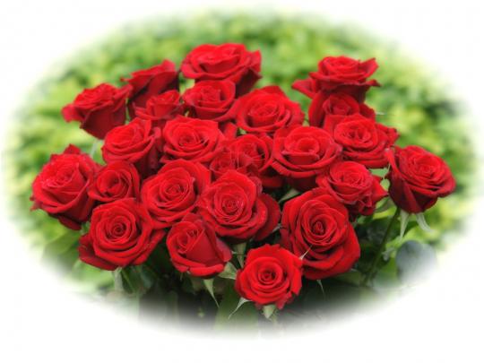 [50+] Beautiful Red Rose Wallpaper 