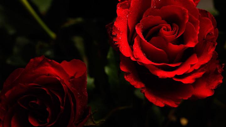 Red Roses Wallpapers for Desktop (63+ background pictures)