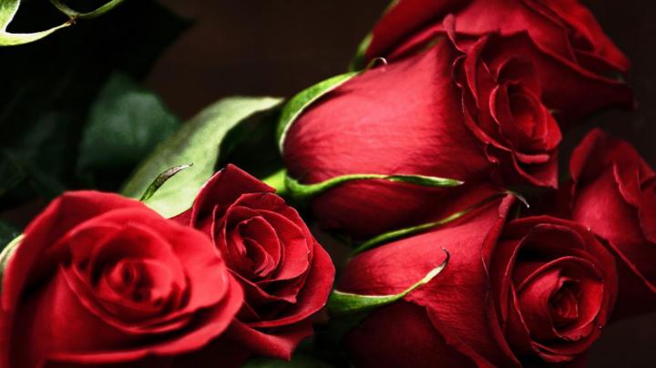 Red Rose Desktop Wallpapers