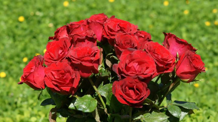 COOL WALLPAPERS: beautiful red rose wallpaper