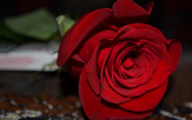 Beautiful Red Rose Flower Wallpaper | HD Wallpapers