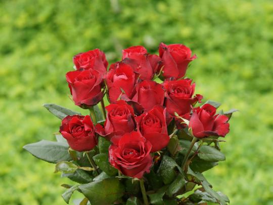 best red roses wallpapers |Rose Wallpapers