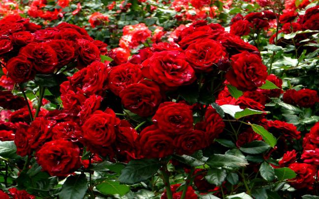Rose Garden Wallpapers