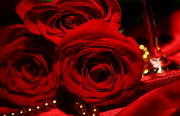 red-roses-wallpapers-free-hd-most-beautiful - HD Wallpaper