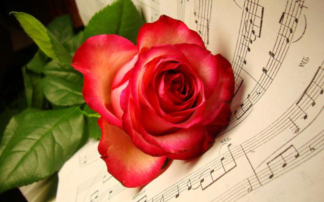 Red Rose HD Wallpapers For Wide Desktop Laptop Screen ~ Get All Kind of 